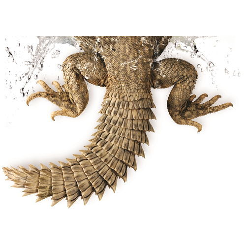 Lizard Cistern Sticker